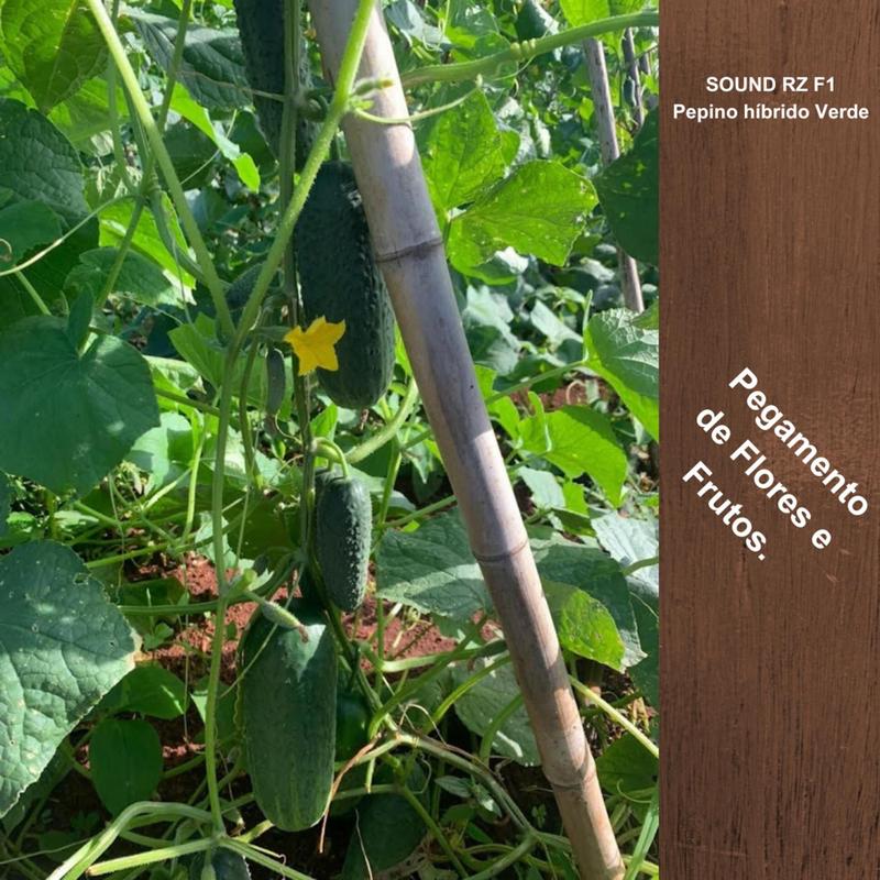 Sem. Pepino Híb. Sound F1 RZ Caipira 1.000 Sementes - Rijk Zwaan